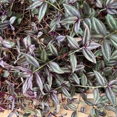 植物トラディスカンティア ゼブリナの画像