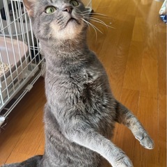 ロシアンミックス4歳位男の子