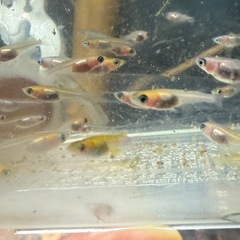 目がパンダ目のパンダめだか稚魚〜若魚10匹の画像