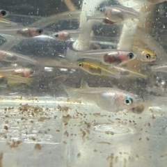 目がパンダ目のパンダめだか稚魚〜若魚10匹の画像