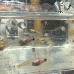 目がパンダ目のパンダめだか稚魚〜若魚10匹の画像