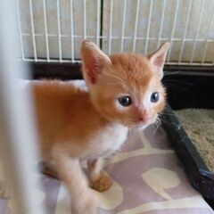 保護猫　茶トラ　モカちゃん♂