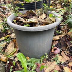 植木鉢　プランター多々の画像