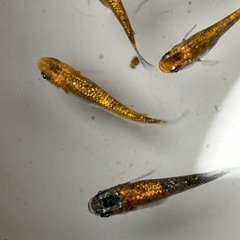 ラメ強　メダカ10匹の画像
