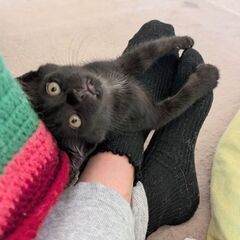 やるのね、しのぶ！