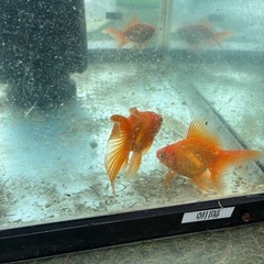 金魚の画像