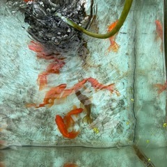 金魚の画像