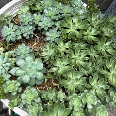 多肉植物 名前なし 1苗100円 韓国苗の画像