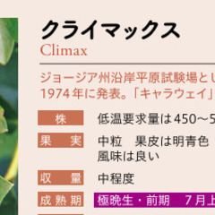 ブルーベリー　7年生の樹　ラビットアイ系クライマックス　4900円の画像