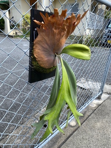 【観葉植物】ビカクシダ  P.willinckii  wild FSQ