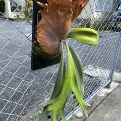 【観葉植物】ビカクシダ  P.willinckii  wild FSQの画像
