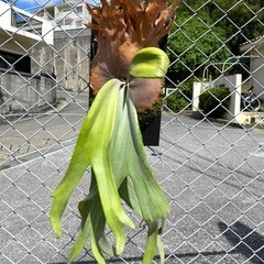 【観葉植物】ビカクシダ  P.willinckii  wild FSQの画像