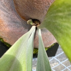 【観葉植物】ビカクシダ  P.willinckii  wild FSQの画像