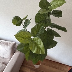 観葉植物　フェイクグリーン　インテリアの画像