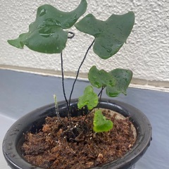 観葉植物 ハートファン シダ植物の画像