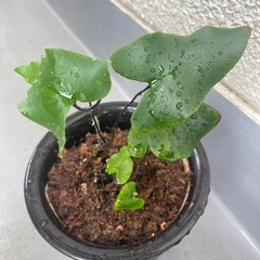観葉植物 ハートファン シダ植物の画像