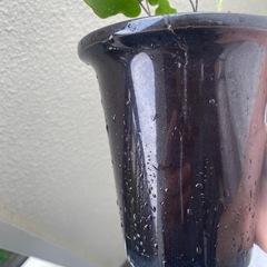 観葉植物 ハートファン シダ植物の画像