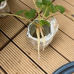 白イチゴの苗★ 水耕栽培にも 1株のみの画像