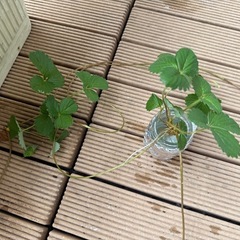 【決まりました】白イチゴの苗★ 水耕栽培にも ランナー付き の画像