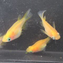ダルマメダカ　5匹　画像は現物です。の画像