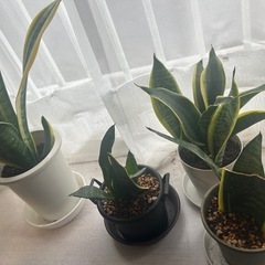観葉植物の画像