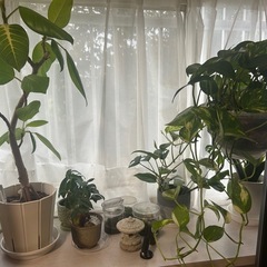 観葉植物の画像