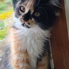 仲良し姉妹(生後約2.5ヶ月)です。(No2)⇒募集一時停止