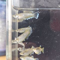 メダカ　【フロマージュ】　若魚12匹    1500円の画像