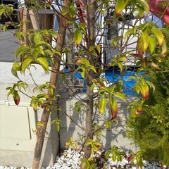新築の植栽を差し上げます。の画像