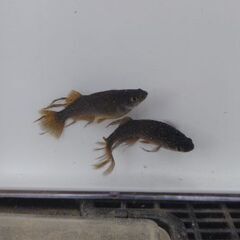 阿形メダカ‼️‼️‼️極上ペア‼️‼️‼️現物出品‼️‼️‼️の画像