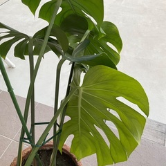 ⭐️モンステラ🪴素焼きの鉢付き⭐️観葉植物　ガーデニング　の画像
