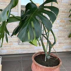 ⭐️モンステラ🪴素焼きの鉢付き⭐️観葉植物　ガーデニング　の画像