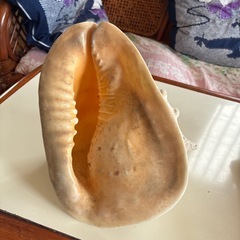 インテリア貝殻の画像