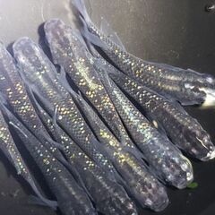 メダカ　ブラック螺鈿　ラデンコウの画像