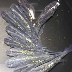 メダカ　ブラック螺鈿　ラデンコウの画像