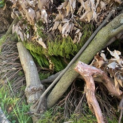 廃材　マキ　薪　キャンプ　木材　の画像