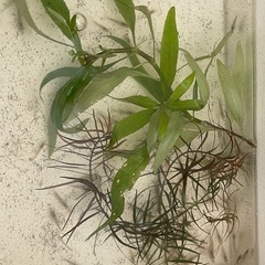 ミナミヌマエビ  ＠7円（2）の画像