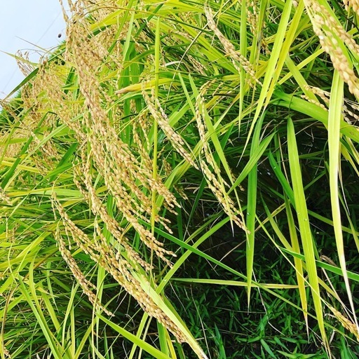 新米　コシヒカリ　玄米30kg1袋2万円