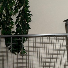 ウォールネットの画像