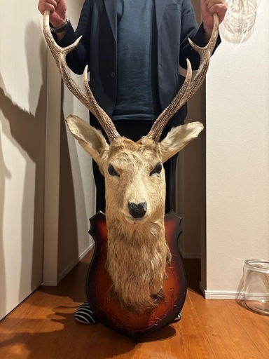 鹿の剥製壁掛け