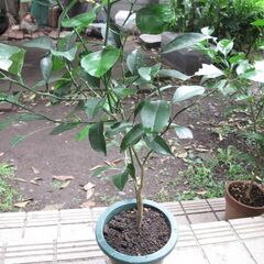 夏ミカンの木の画像