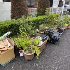 園芸、ガーデニングの画像