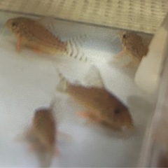 熱帯魚　　コリドラスの画像