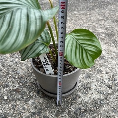 観葉植物　カラテア・オルビフォリアの画像