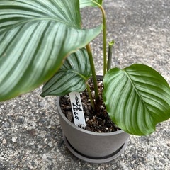 観葉植物　カラテア・オルビフォリアの画像