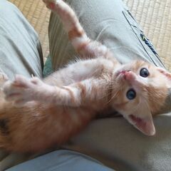 保護猫　茶トラ　チャタロウ♂　
