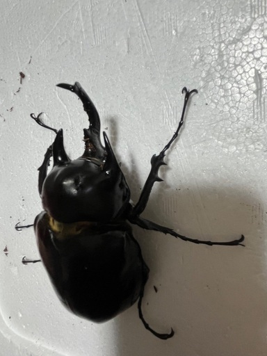 アクティオンゾウカブト　ペア