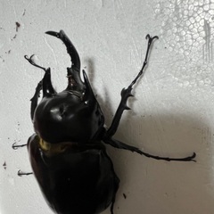 アクティオンゾウカブト　ペアの画像