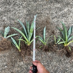 観葉植物　アガベ・アメリカーナ　抜き苗　いくつでも100円の画像