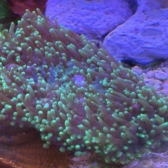 ヘアリーディスク(売約済み)の画像